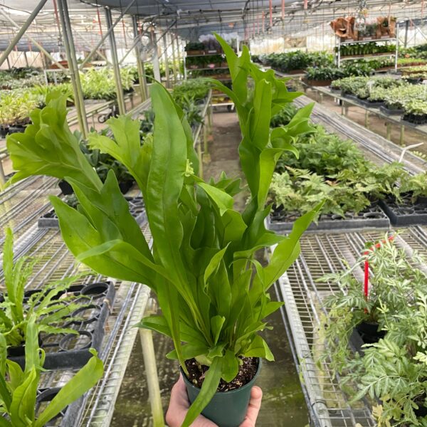 A hand holds a potted green plant inside a large greenhouse filled with rows of various other plants on metal shelves.