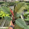 A hand holds a small potted tropical plant with green and one red leaf inside a large greenhouse filled with various plants on metal tables.