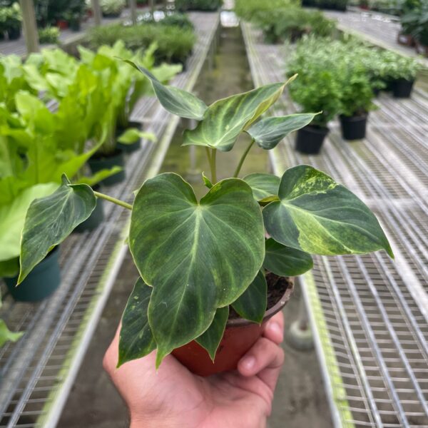 A hand holding a small potted plant with heart-shaped green leaves inside a greenhouse filled with various other plants on metal shelves.