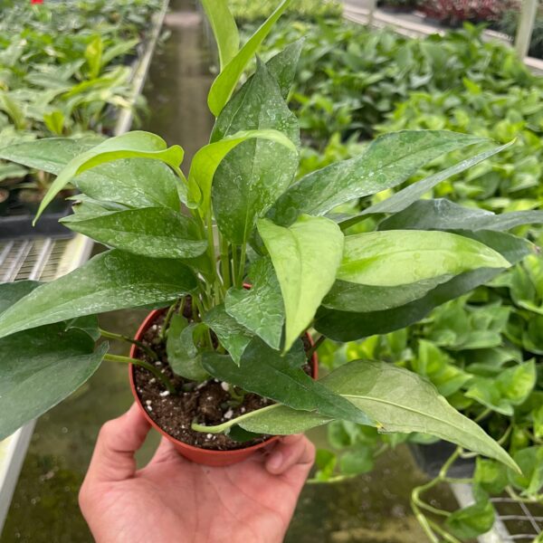 A hand holding a small potted green plant inside a greenhouse filled with various other plants.