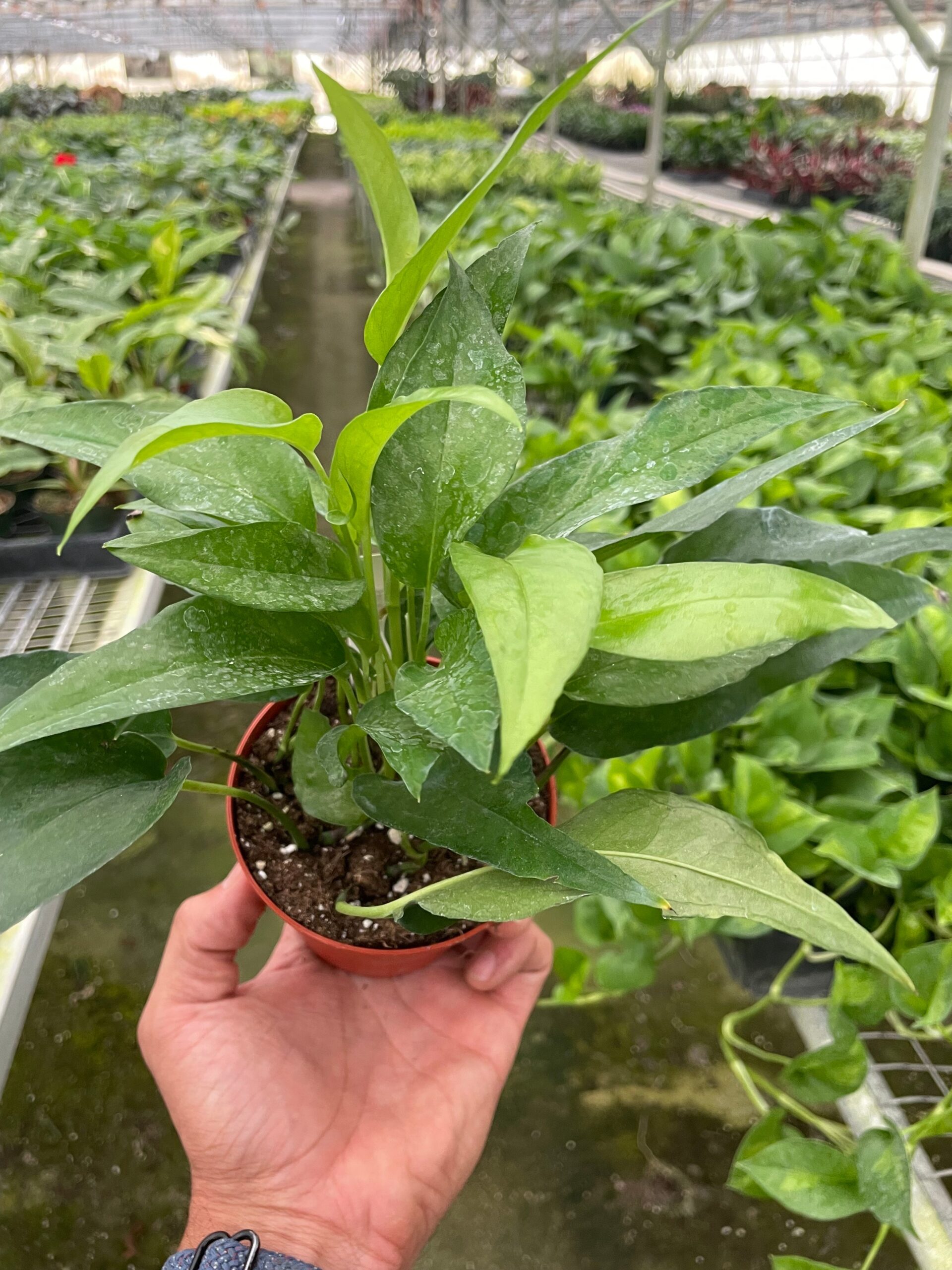 A hand holding a small potted green plant inside a greenhouse filled with various other plants.