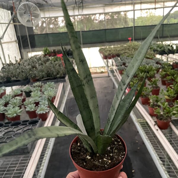 A hand holds a small potted snake plant inside a greenhouse filled with rows of various other potted plants and succulents.