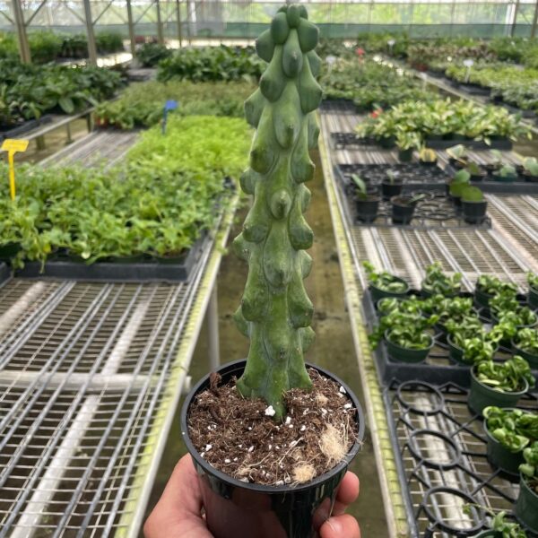 A hand holds a potted cactus with a tall, bumpy stem inside a greenhouse filled with various plants on metal shelves.