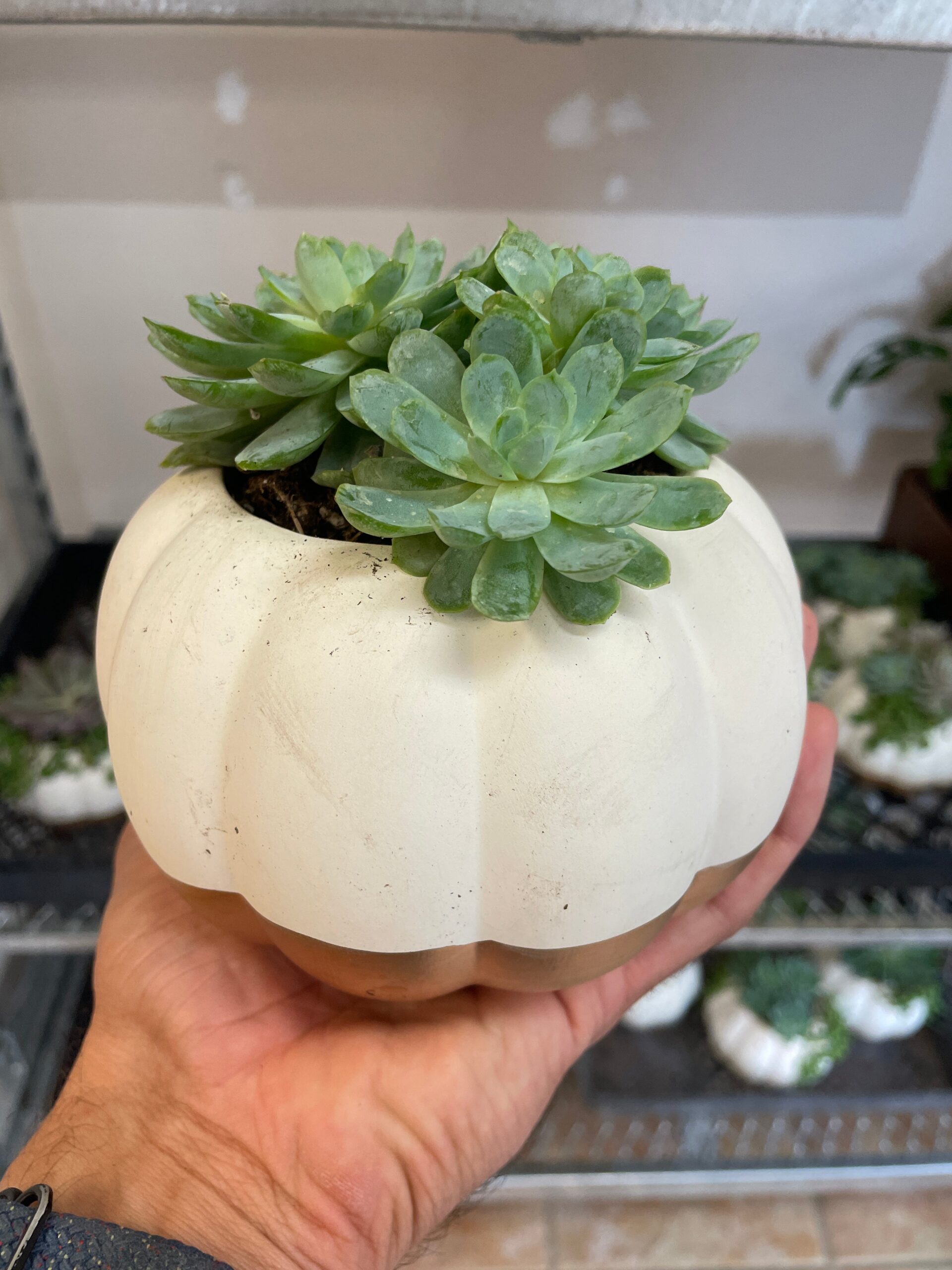 A hand holds a small white pumpkin-shaped planter with green succulent plants inside, against a background of shelves with more plants.