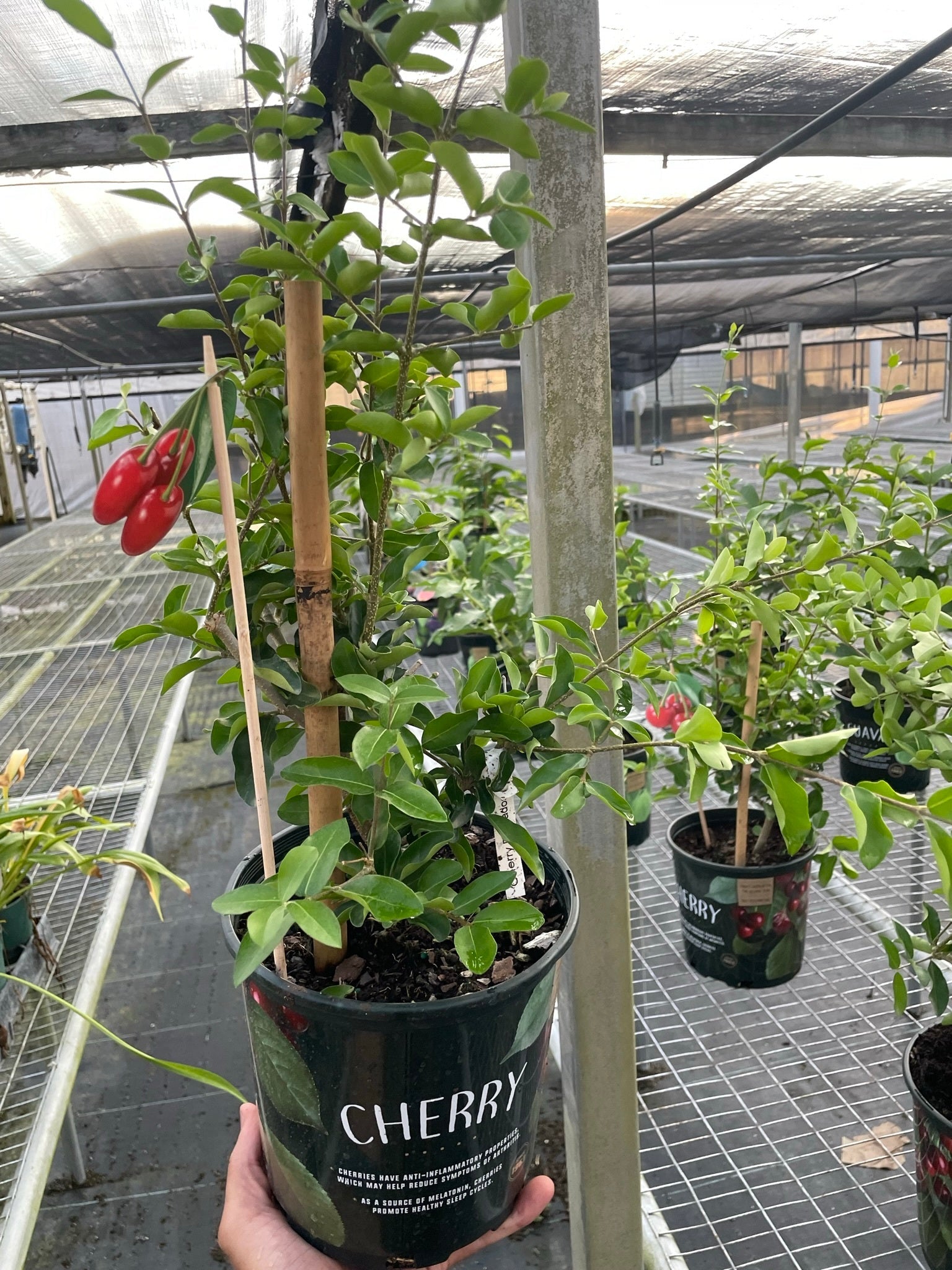 Cherry Tree – Green Thumb Nursery