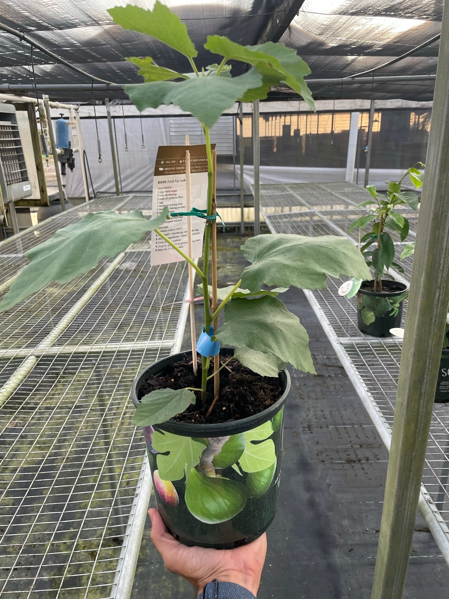 A hand holds a potted fig plant with broad green leaves in a greenhouse; the pot displays an image of figs and a care tag is attached to the plant.