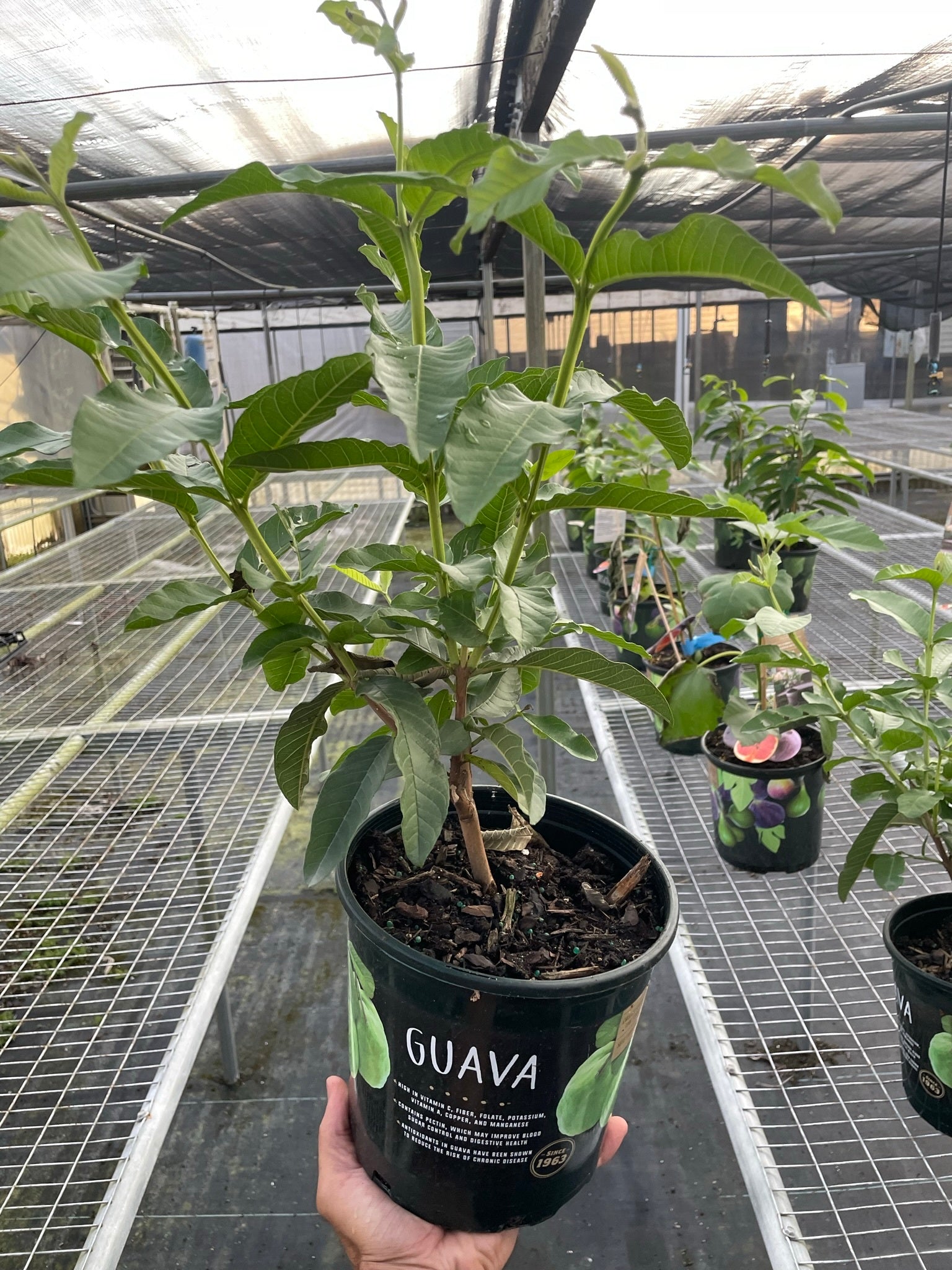 A hand holds a potted guava plant inside a greenhouse, with other potted plants on metal shelves in the background.