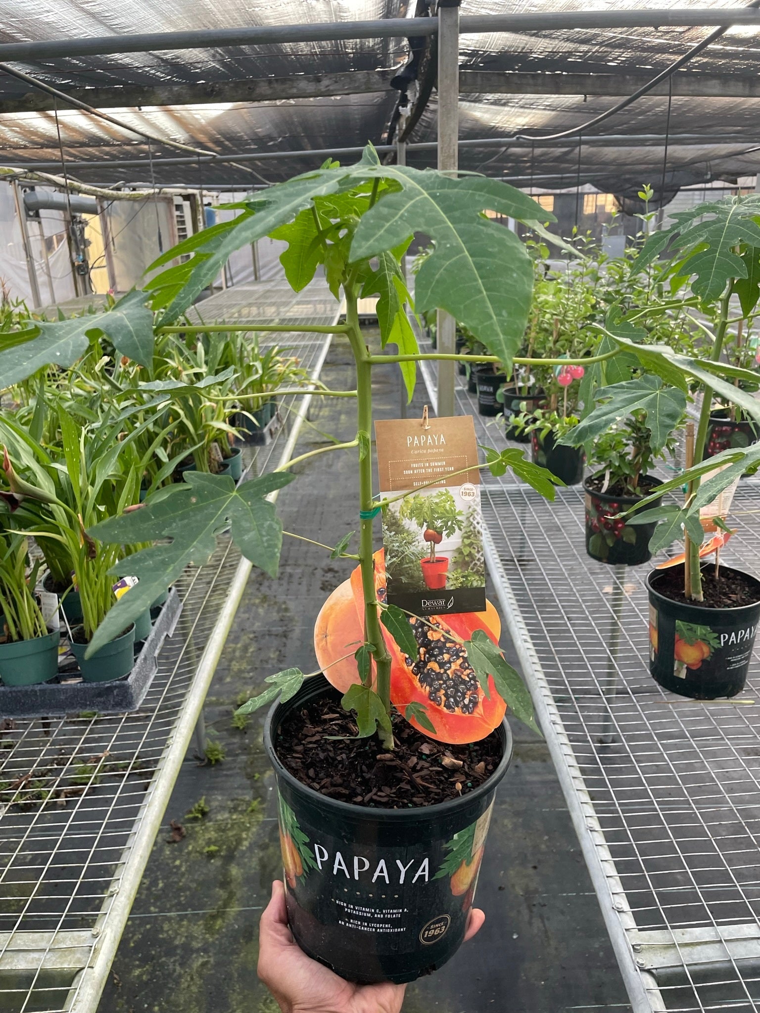 A hand holds a potted papaya plant with a label showing a ripe papaya fruit; the plant is in a greenhouse with other potted plants on metal shelves.