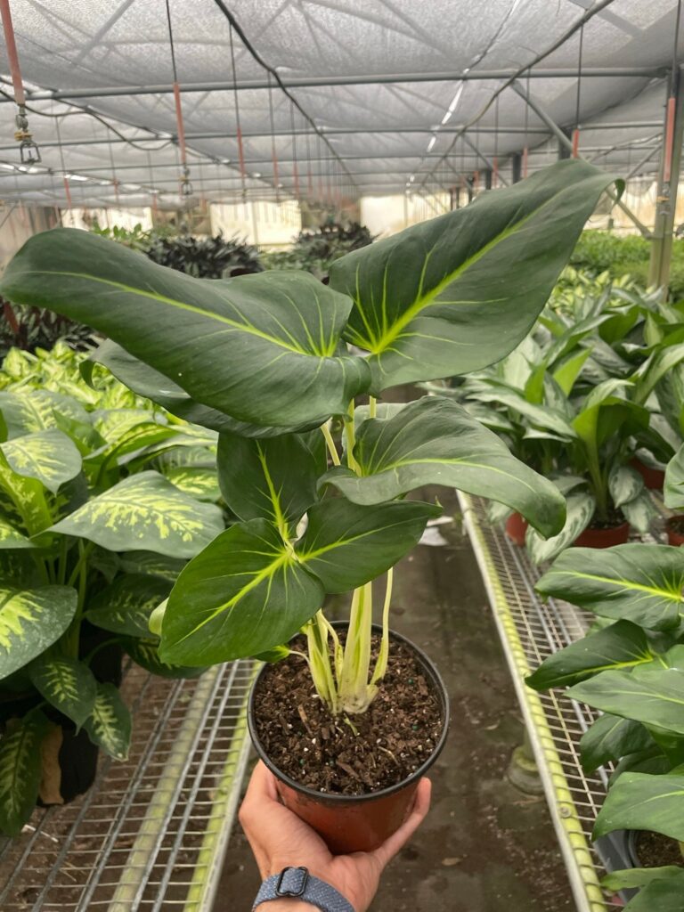 Homalomena Lindenii | Green Thumb Nursery