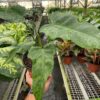 A person holds a potted plant with large green leaves inside a greenhouse, surrounded by other potted plants on metal shelves.