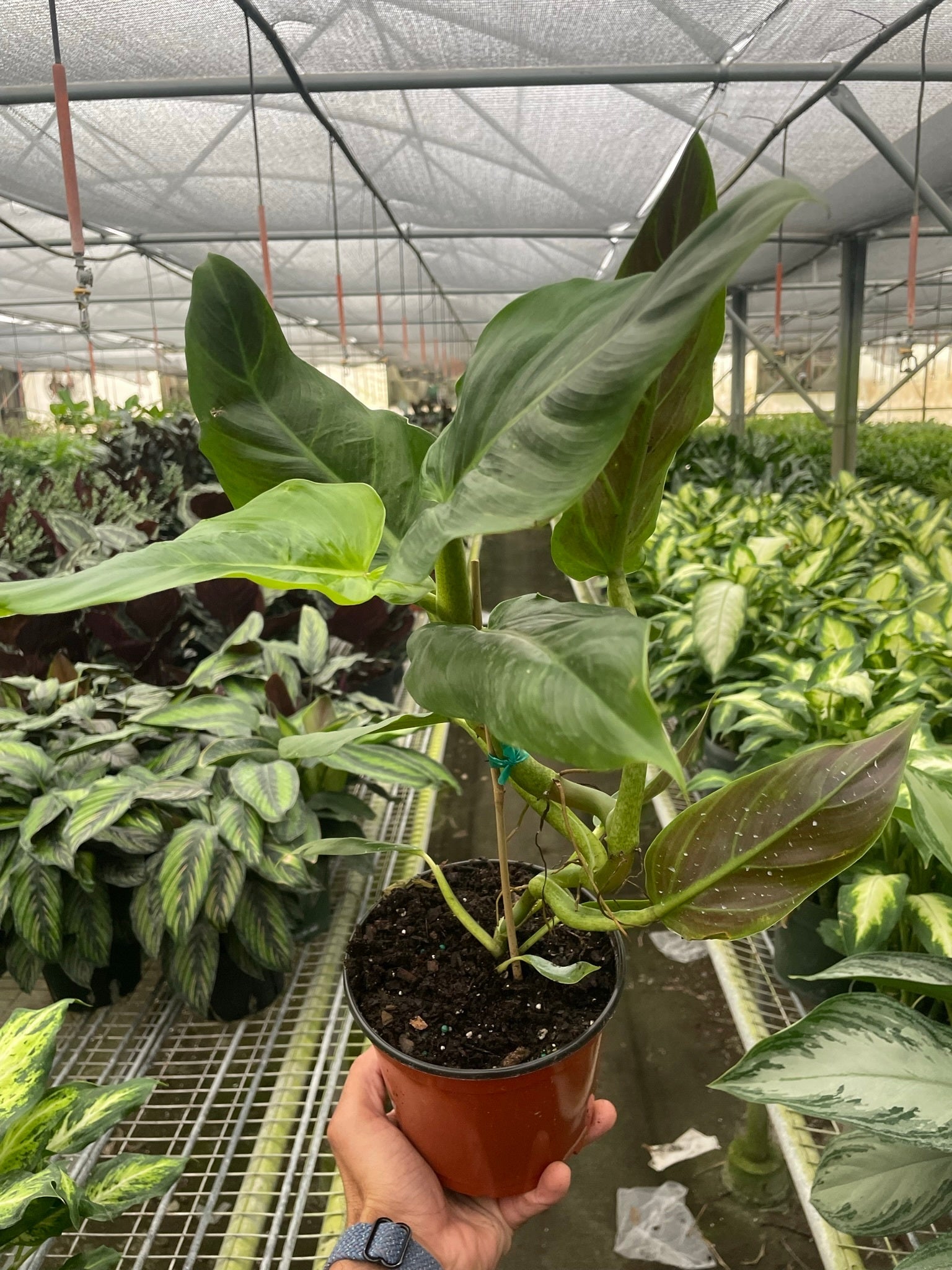 A hand holds a potted plant with large green leaves inside a greenhouse filled with various other leafy plants.