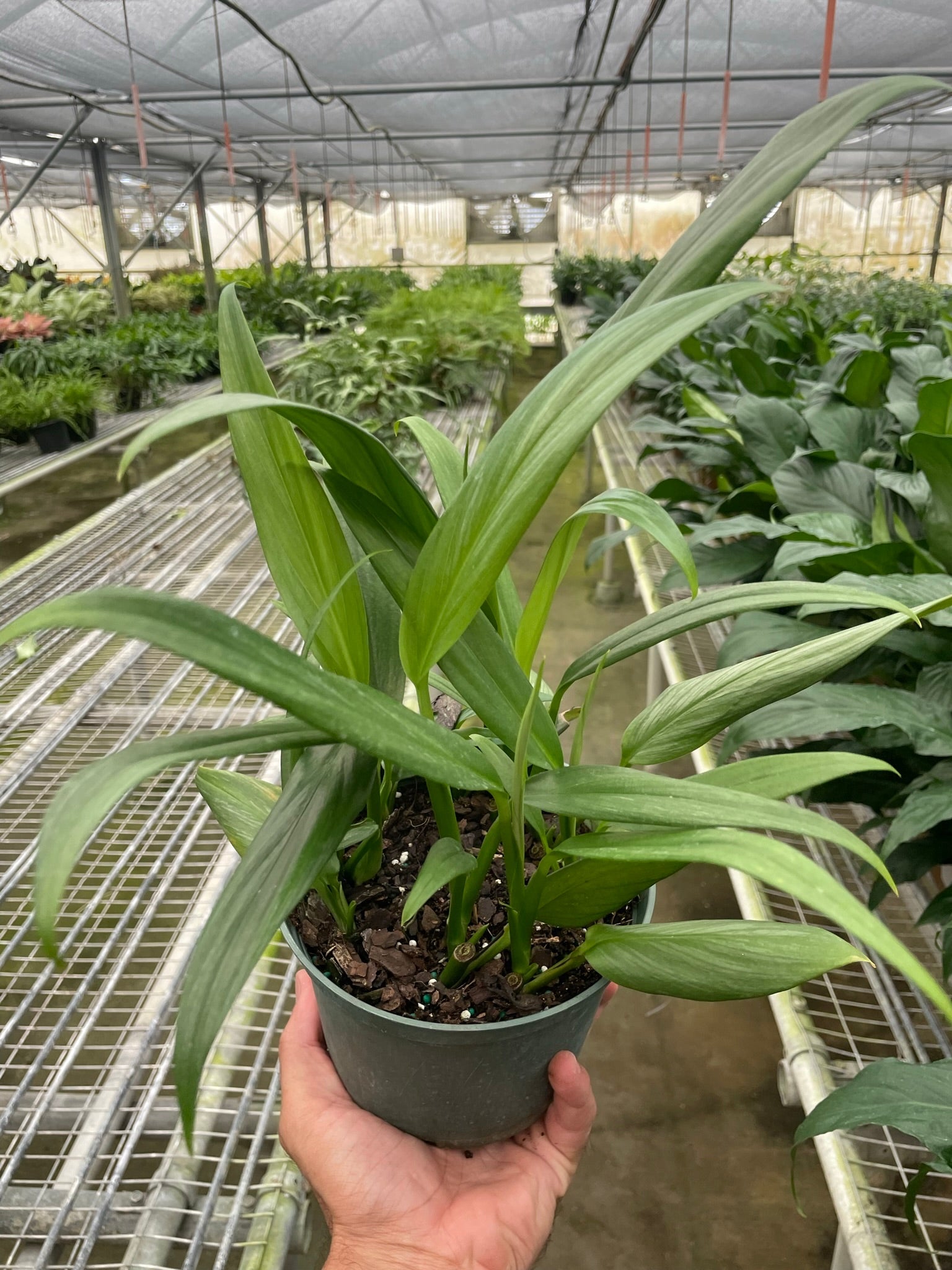 A hand holds a potted green plant with long, narrow leaves inside a greenhouse filled with other plants on metal shelves.