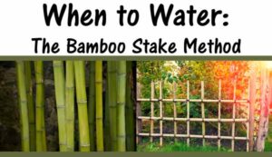 bamboo stake, water.