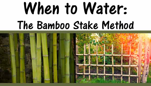 bamboo stake, water.