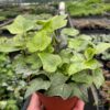 A person holding a pot of ivy in a greenhouse.