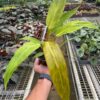 A person holding a plant in a greenhouse.