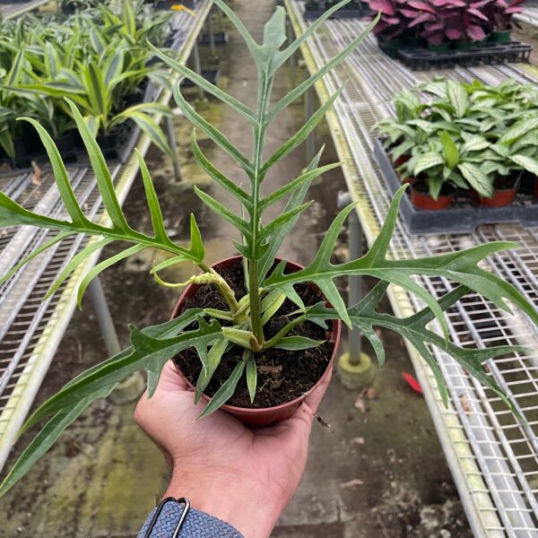 A person holding a potted plant in a greenhouse.
