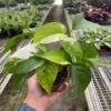 A person holding a plant in a greenhouse.