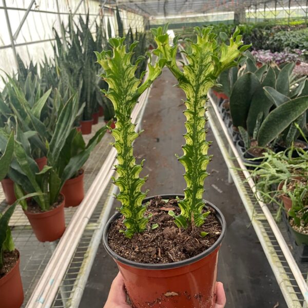A person holding a potted plant in a greenhouse.