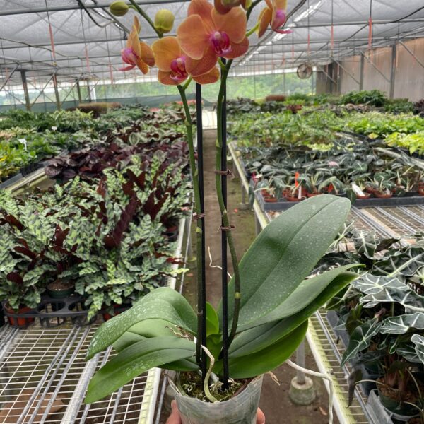 A person holding a potted orchid in a greenhouse.