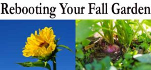 Reviving your fall garden with essential tips and tricks for optimal growth and beauty.