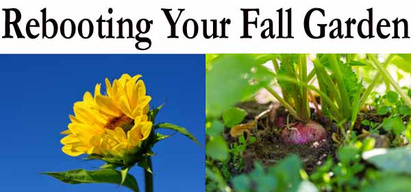 Reviving your fall garden with essential tips and tricks for optimal growth and beauty.