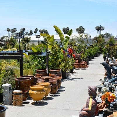 ventura-huge-property a photo of green thumb nursery ventura plants and pottery one of the best garden center near me in Ventura County. A line of potted plants and statues in a garden store.