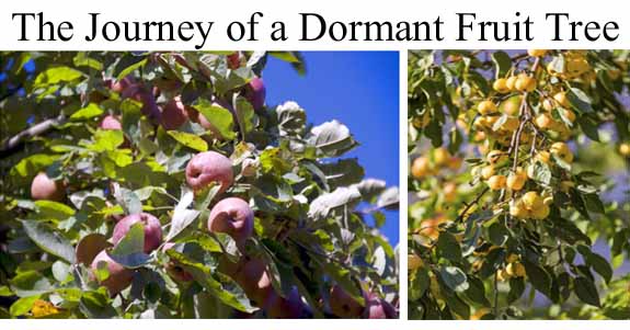 Branches of a fruit tree with clusters of red and yellow fruit under a clear blue sky; the text reads "The Journey of a Dormant Fruit Tree.