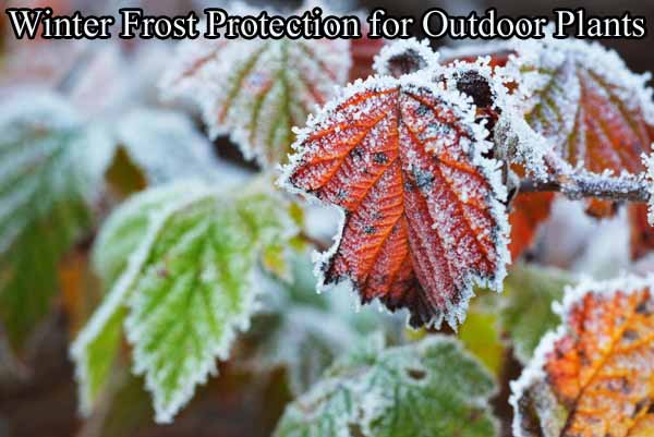 Winter frost protection for outdoor plants.