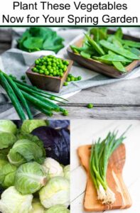 A display of green peas, snow peas, green onions, and cabbages on wooden surfaces, with the text: "Plant These Vegetables Now for Your Spring Garden.