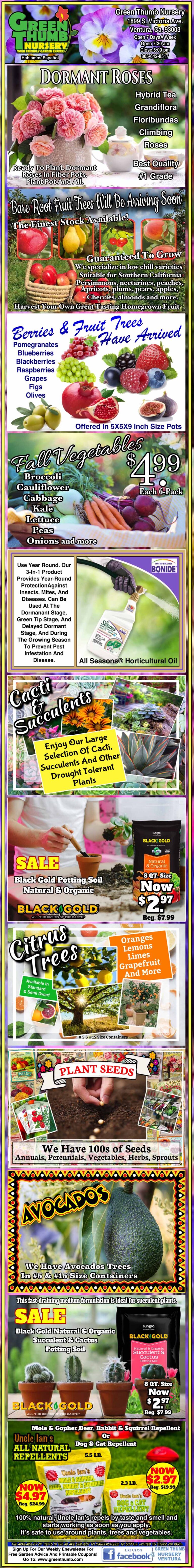 Colorful vertical flyer advertising various rare fruit trees, such as dragonfruit, mulberry, star apple, jackfruit, and avocado, with images, prices, and care tips for each plant.
