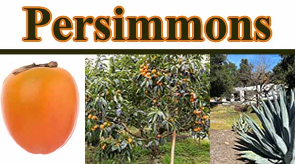 Persimmons in the garden.