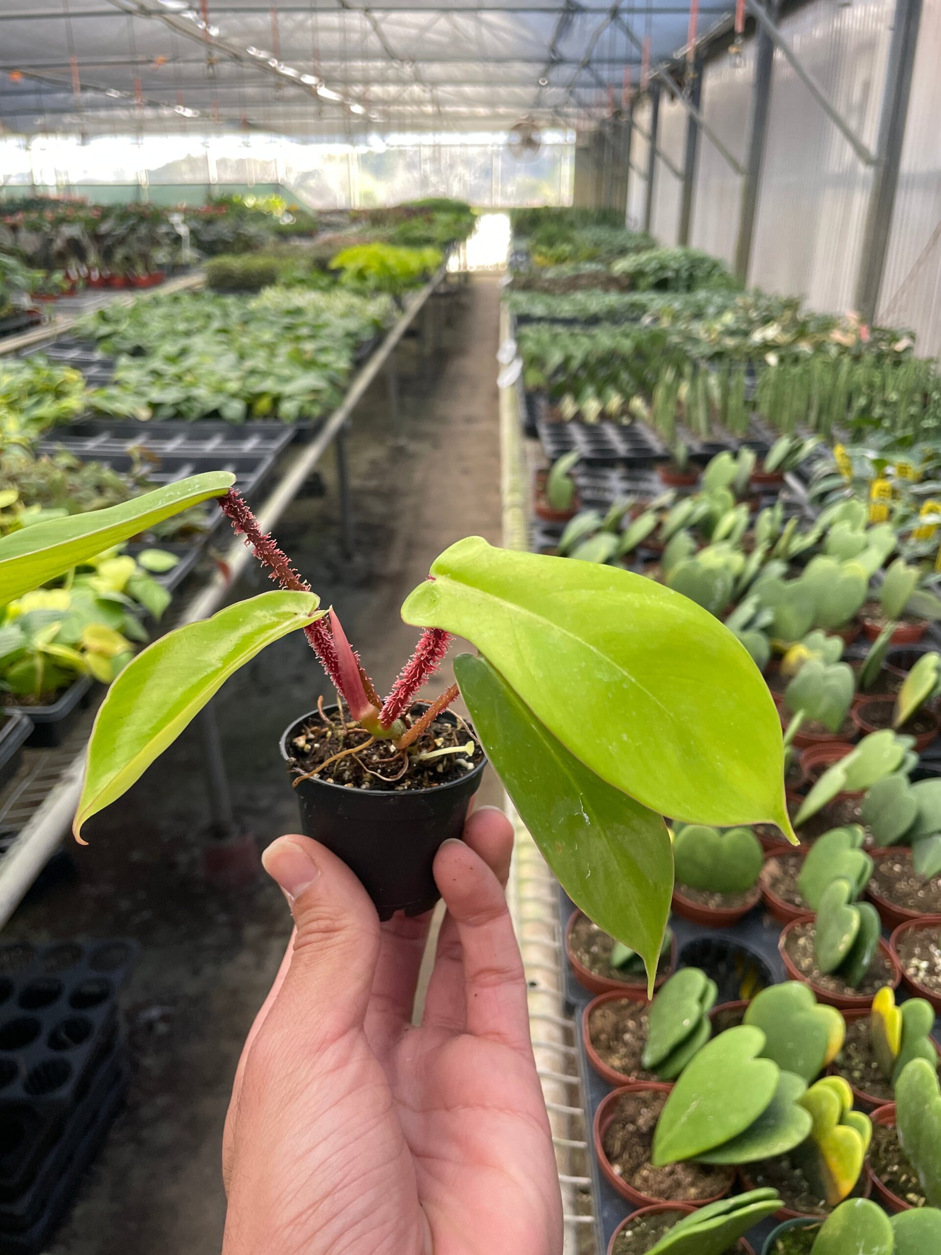 A person holding a plant in a greenhouse.