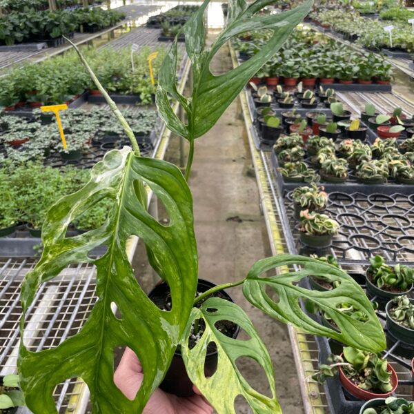 A person holding a plant in a greenhouse.