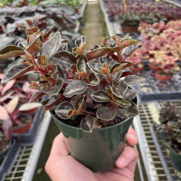 A person holding a potted plant in a greenhouse.