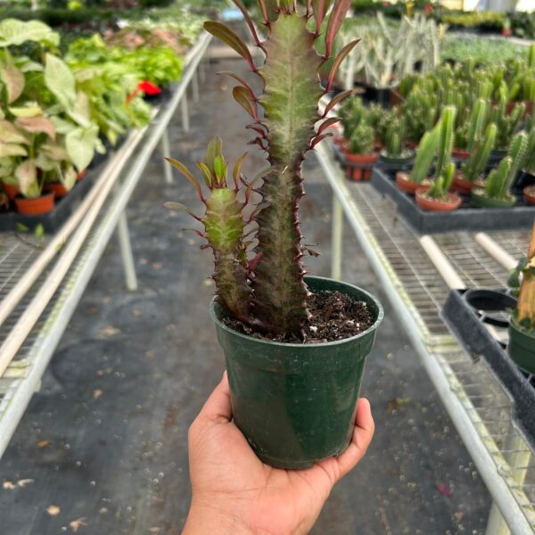 A person holding a potted cactus in a greenhouse.