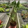 A person holding a potted plant in a greenhouse.