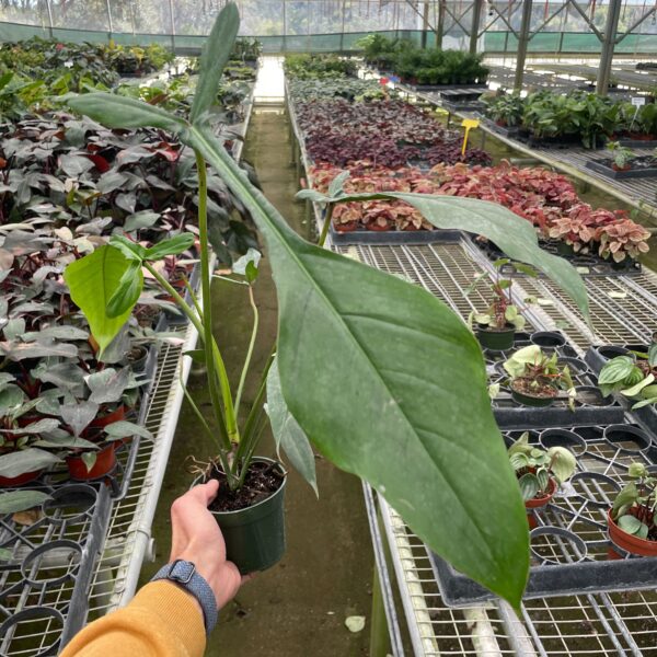 A person holding a plant in a greenhouse.