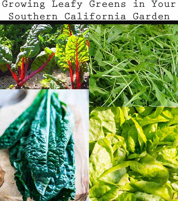 A collage of different types of vegetables.