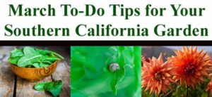 March to do tips for your southern california garden.