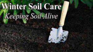 A shovel in the dirt.