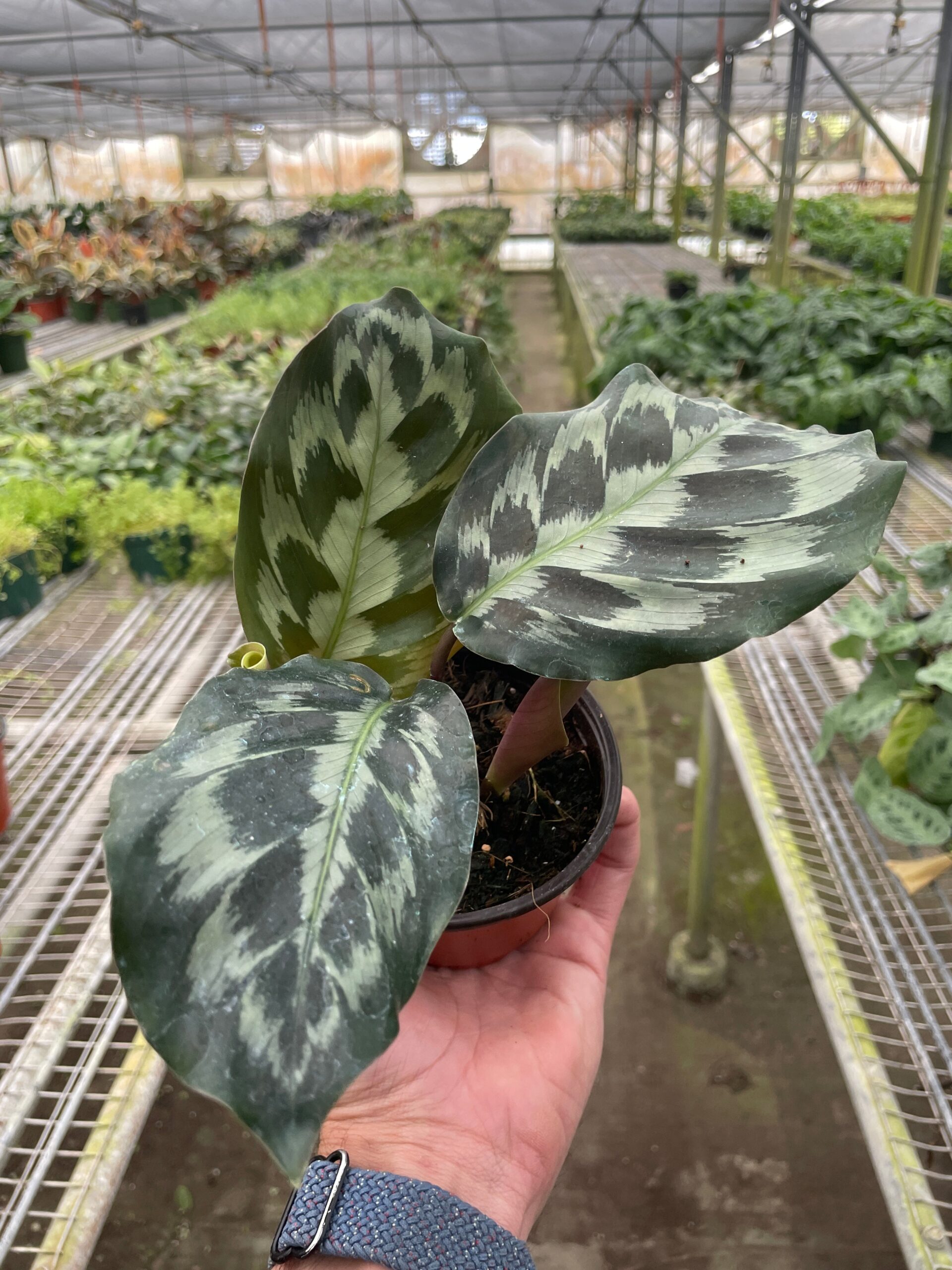 calathea makoya Peacock Plant, Calathea Makoyana main image 0