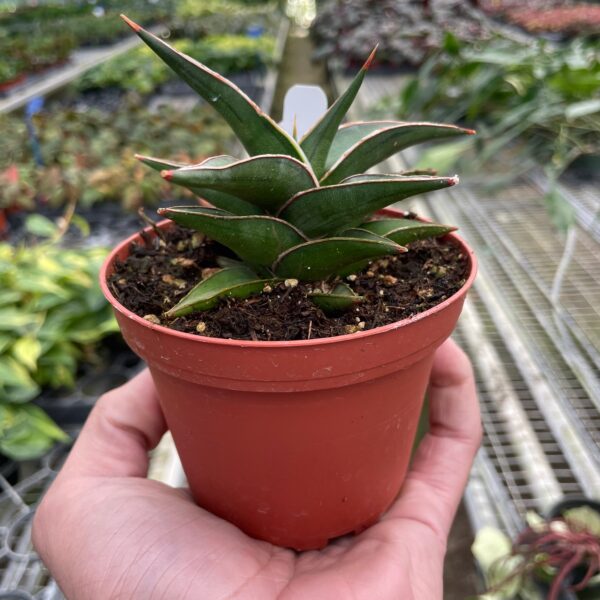 A hand holding a potted plant.