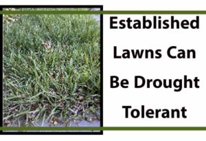 Drought-tolerant grass demonstrating lawn resilience.