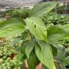 A hand holding a lush spathiphyllum plant with broad green leaves in a greenhouse surrounded by various plants.