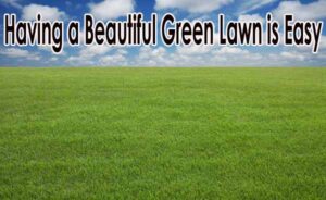 Text "having a beautiful green lawn is easy" over a background depicting a lush green lawn under a clear blue sky.