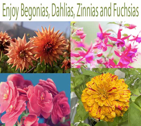 A collage of flowers: orange dahlias, pink fuchsias, pink begonias, and a yellow zinnia with red flecks. "Enjoy Begonias, Dahlias, Zinnias, and Fuchsias" text is featured at the top.