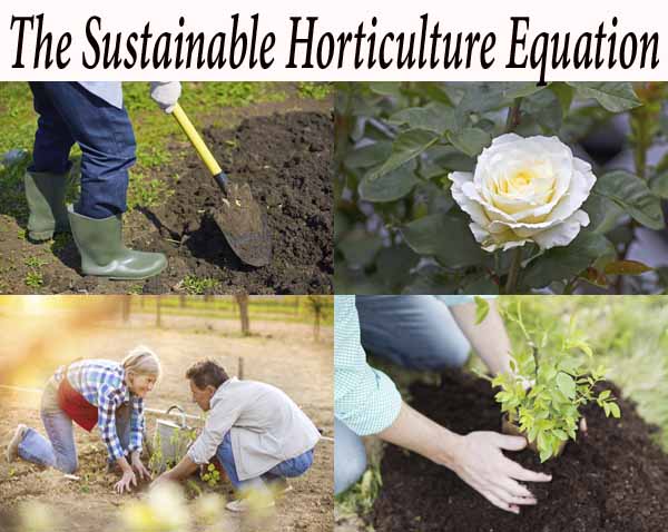 Collage of sustainable gardening: a person digging soil with a shovel, a close-up of a white rose, two people planting, and a hand planting a sapling in soil.