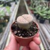 Hand holding a small, brown pot with a living stone succulent plant (Lithops) growing in it. The background shows rows of plants in a greenhouse.