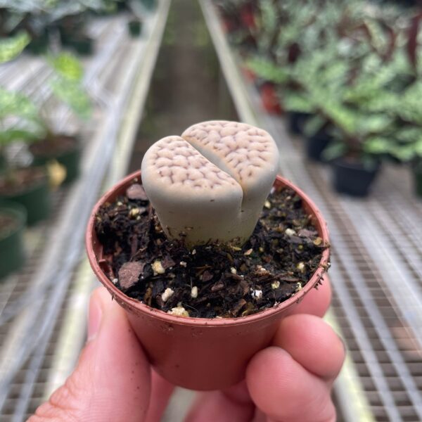 Hand holding a small, brown pot with a living stone succulent plant (Lithops) growing in it. The background shows rows of plants in a greenhouse.